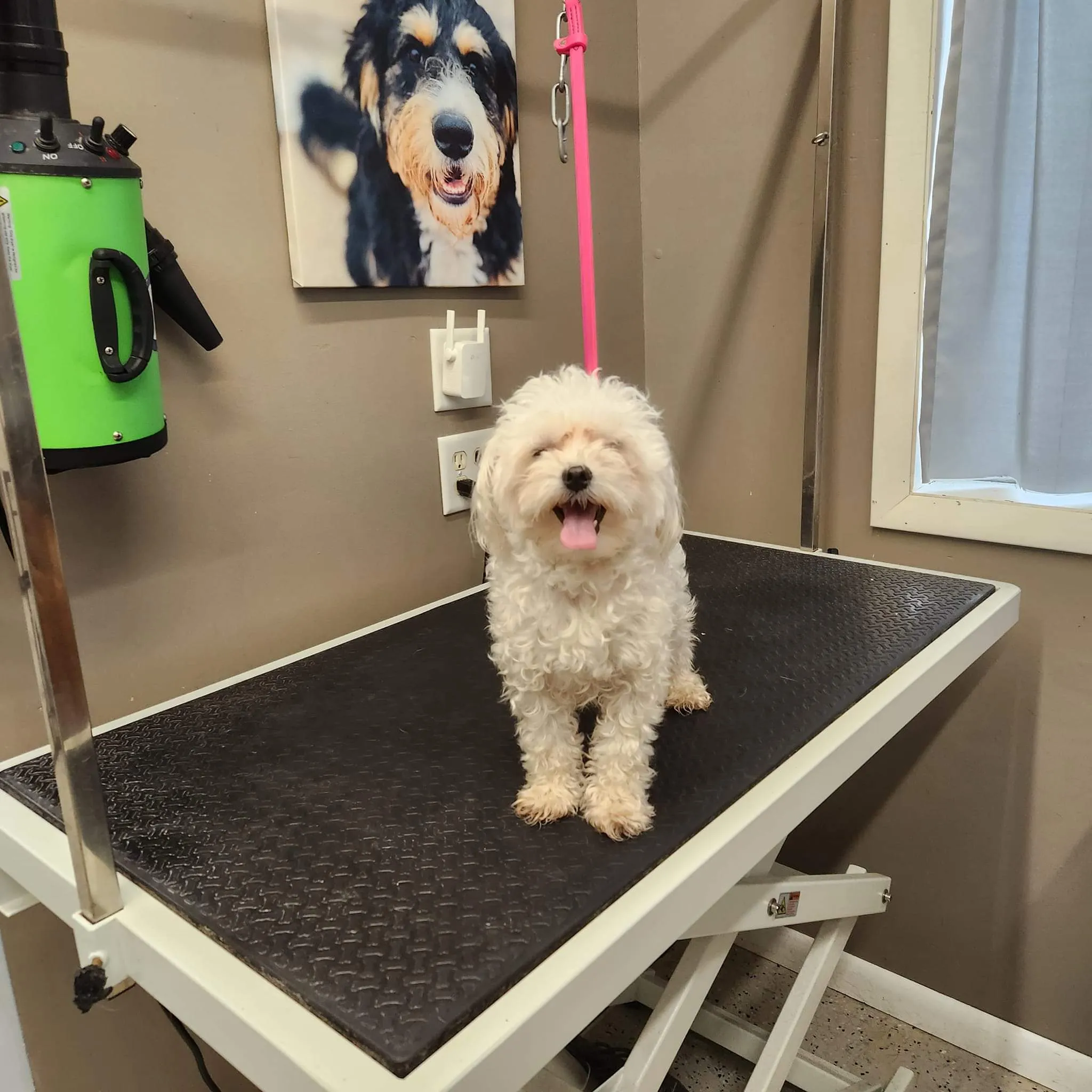 Shaggy, matted dog before grooming at Ruffin Inn in Buffalo, MN