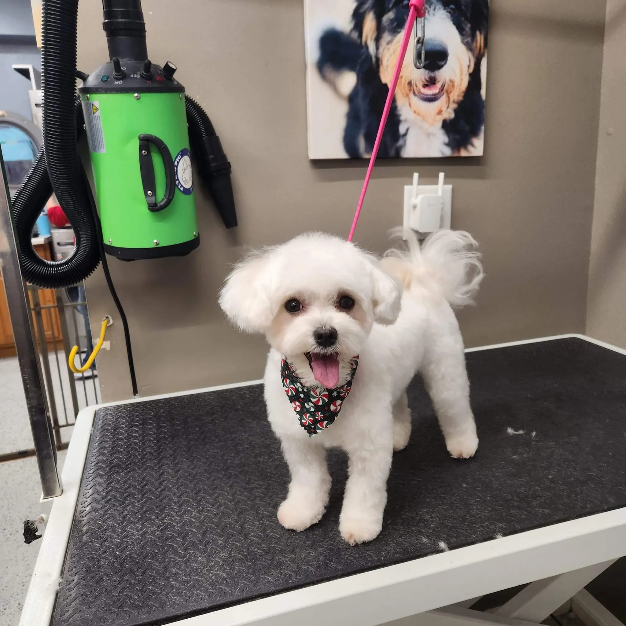 Same dog after a full groom at Ruffin Inn — clean, trimmed, and styled