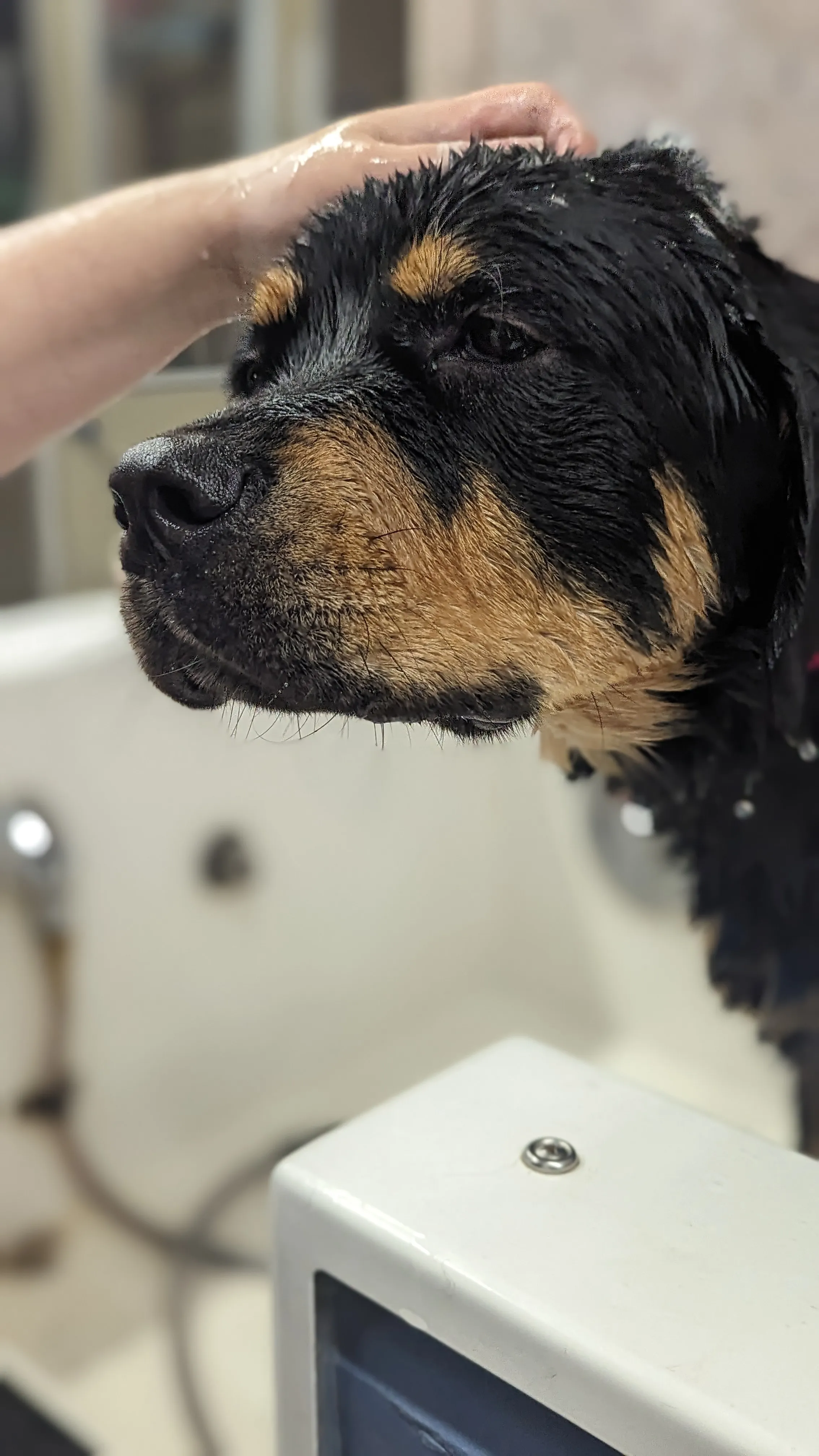 Dog Grooming at Ruffin Inn — photo 1