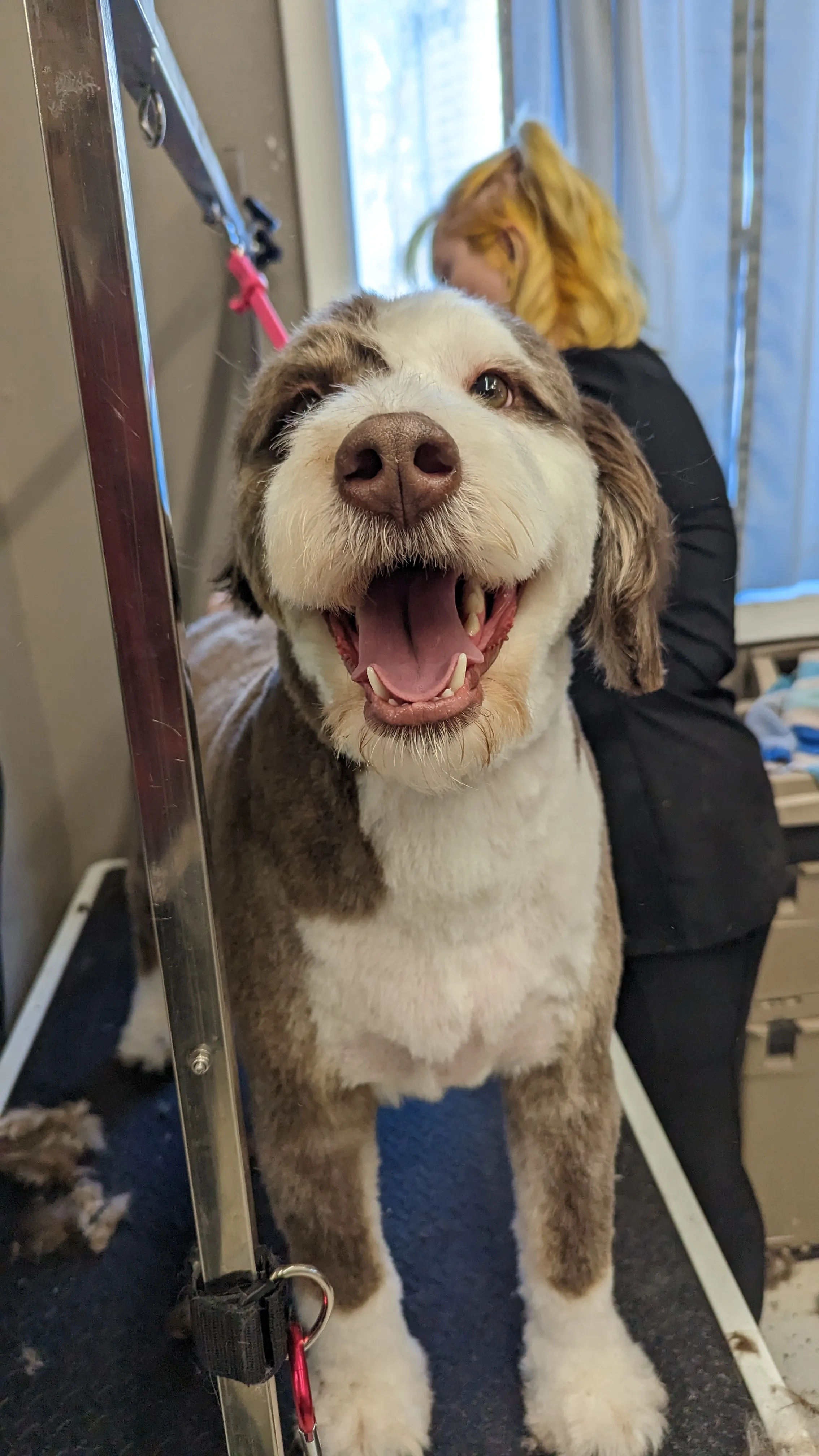 Dog Grooming at Ruffin Inn — photo 2