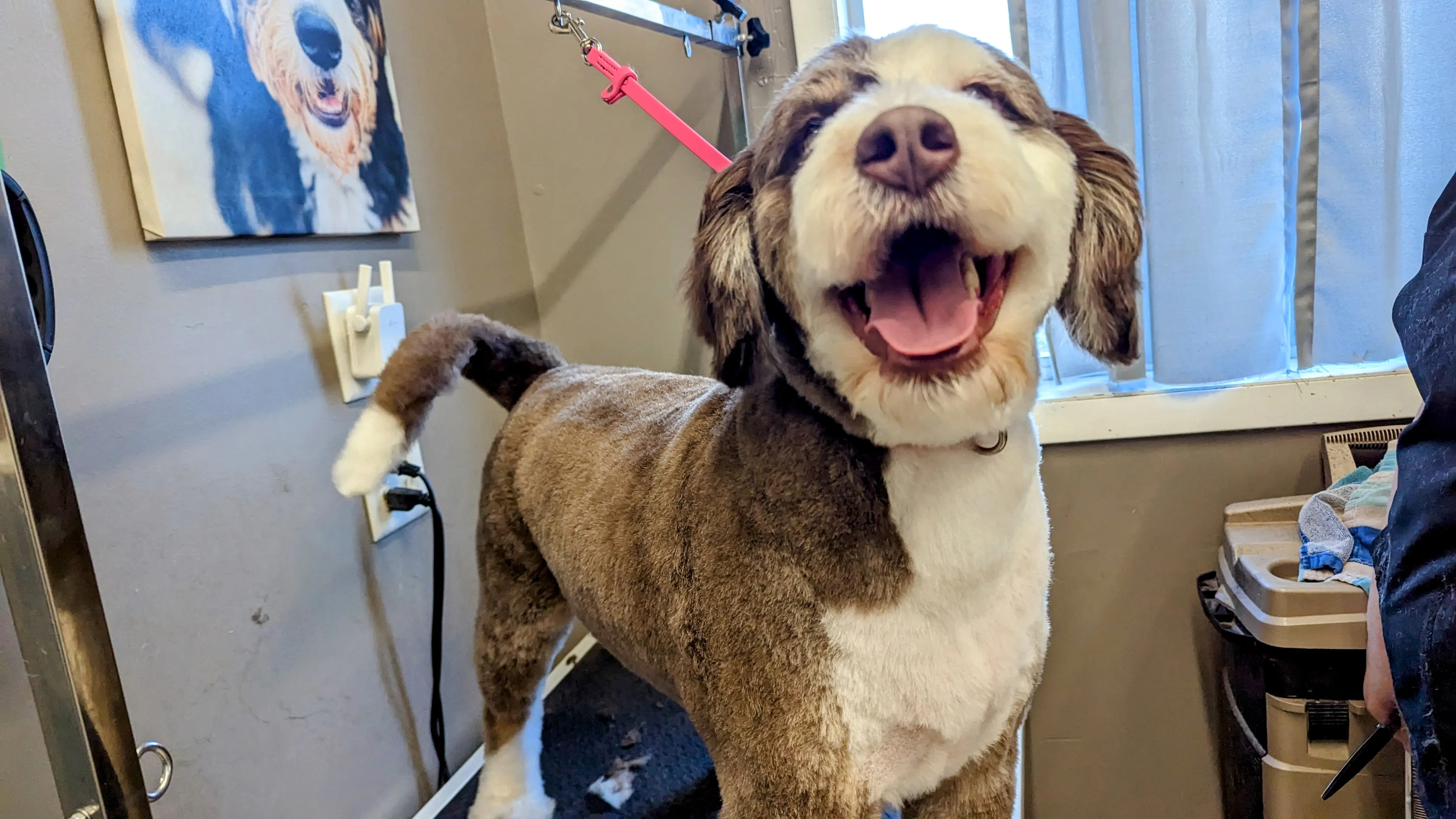 Dog Grooming at Ruffin Inn — photo 3