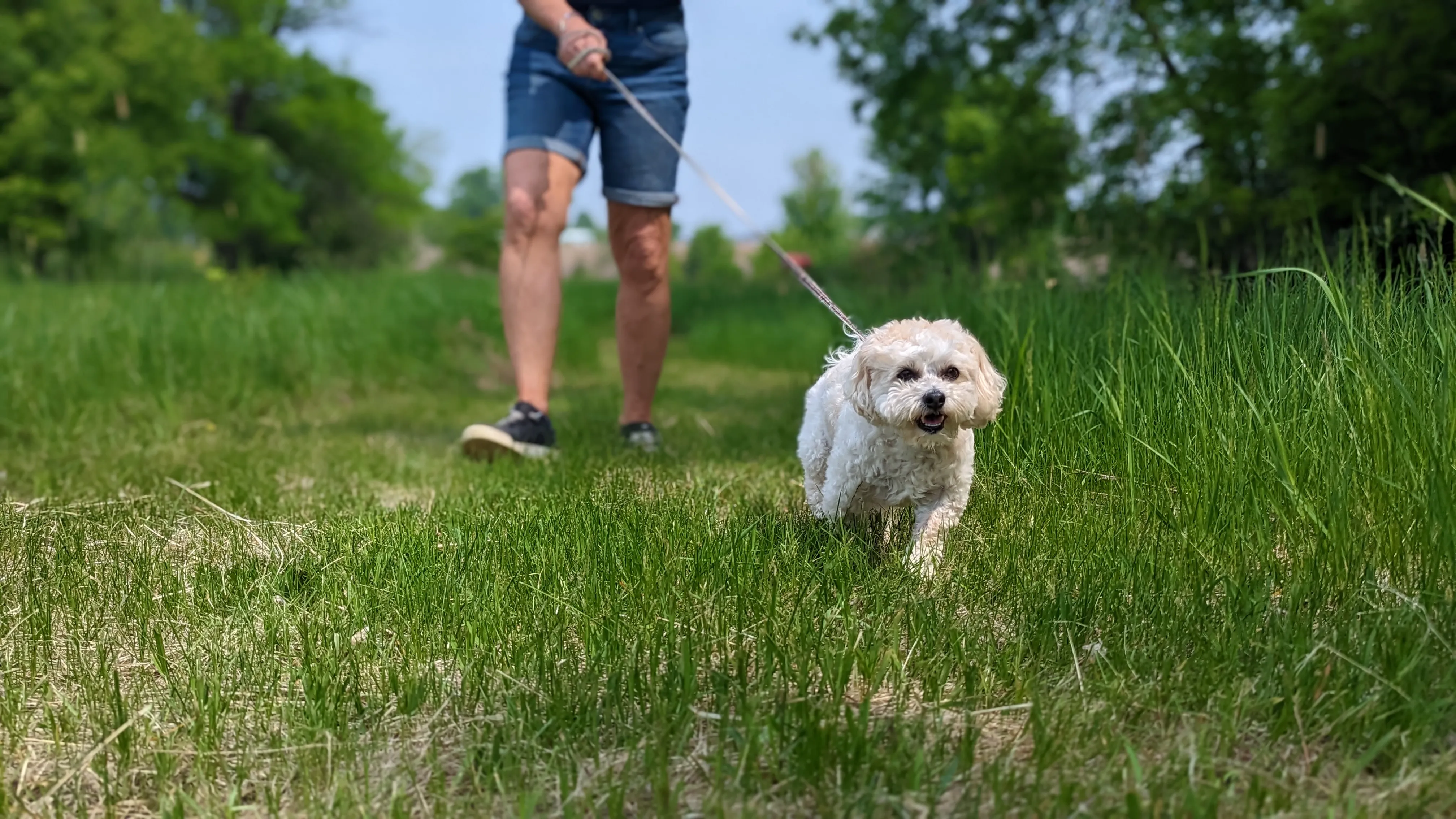 Dog on a guided nature walk near Ruffin Inn — photo 1