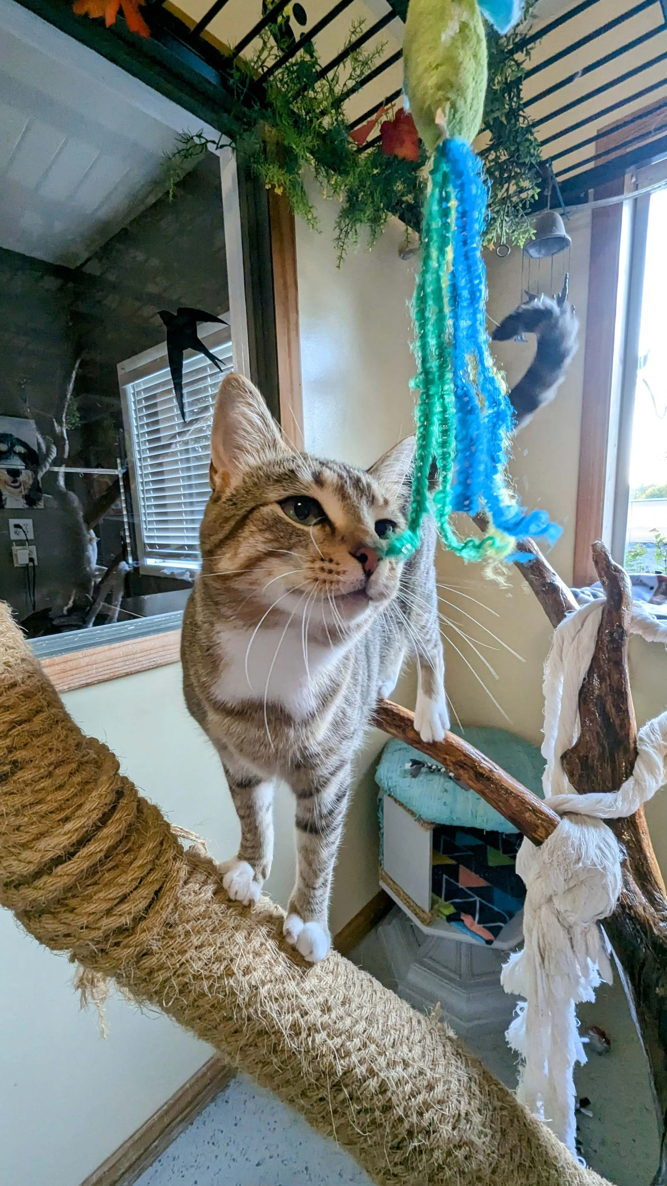Cat Boarding at Ruffin Inn — photo 2