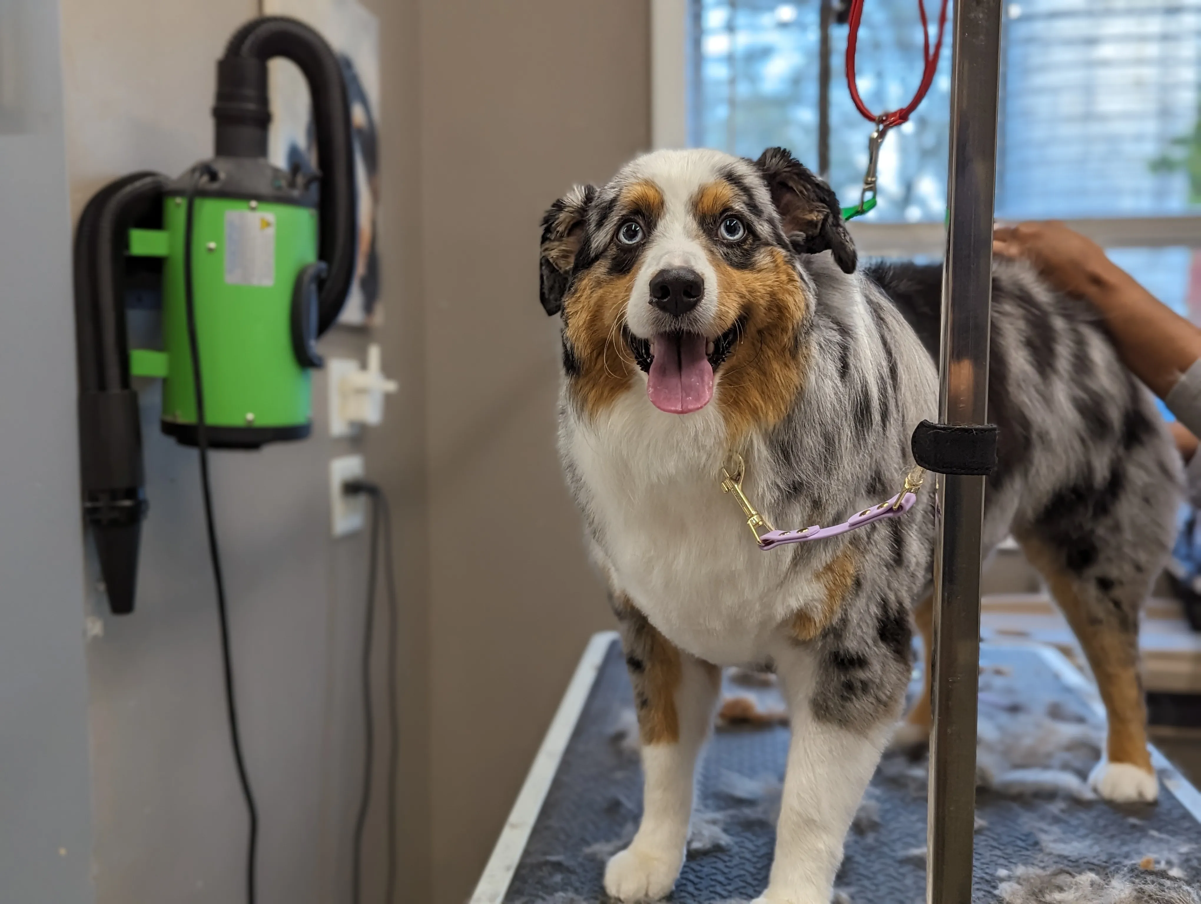 Dog Grooming at Ruffin Inn — photo 4
