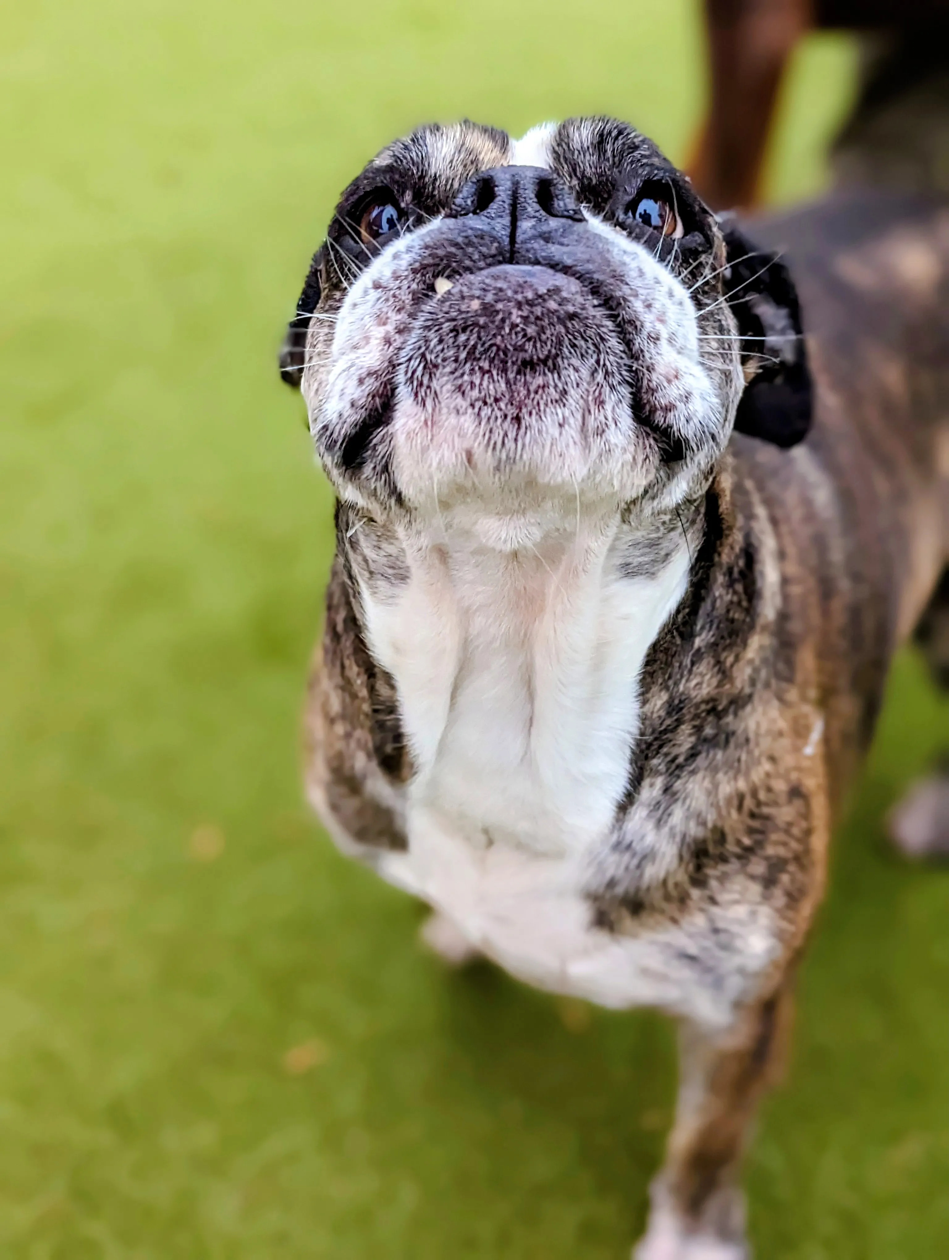 Dogs playing together in the daycare yard at Ruffin Inn in Buffalo, MN