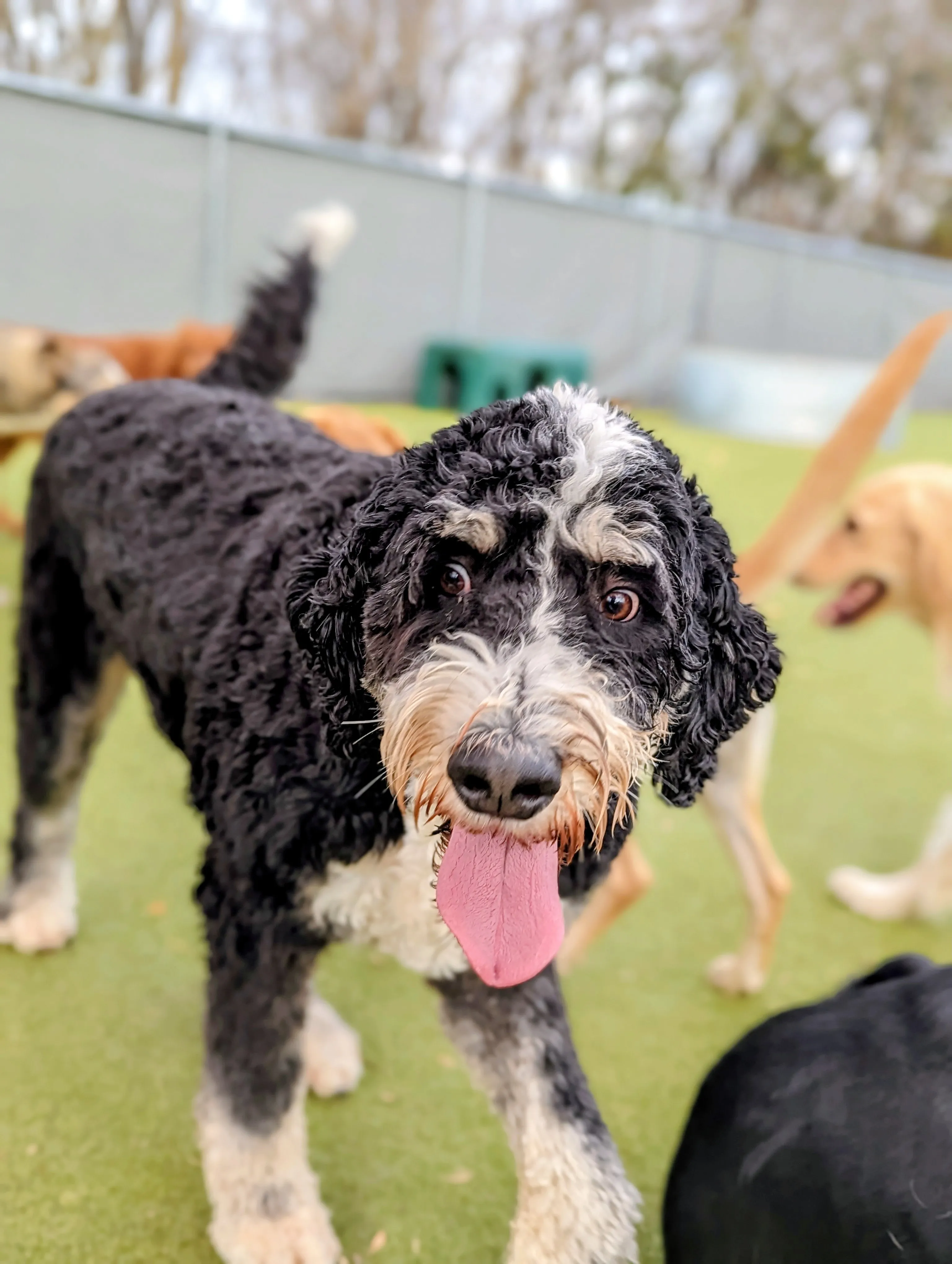 Dogs playing in the turf yard at luxury dog boarding facility Ruffin Inn in Buffalo, MN