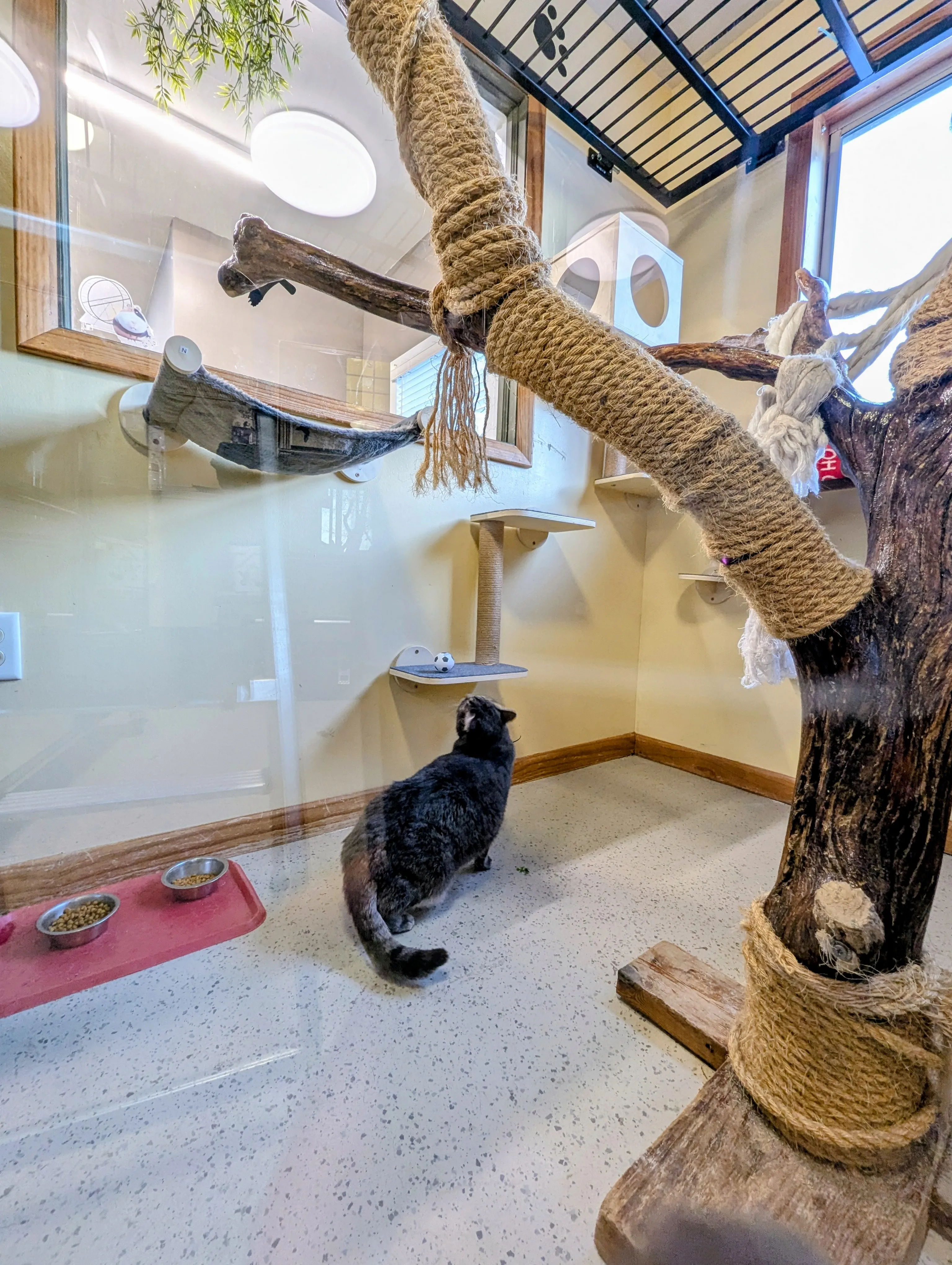 Cat Boarding at Ruffin Inn — photo 7