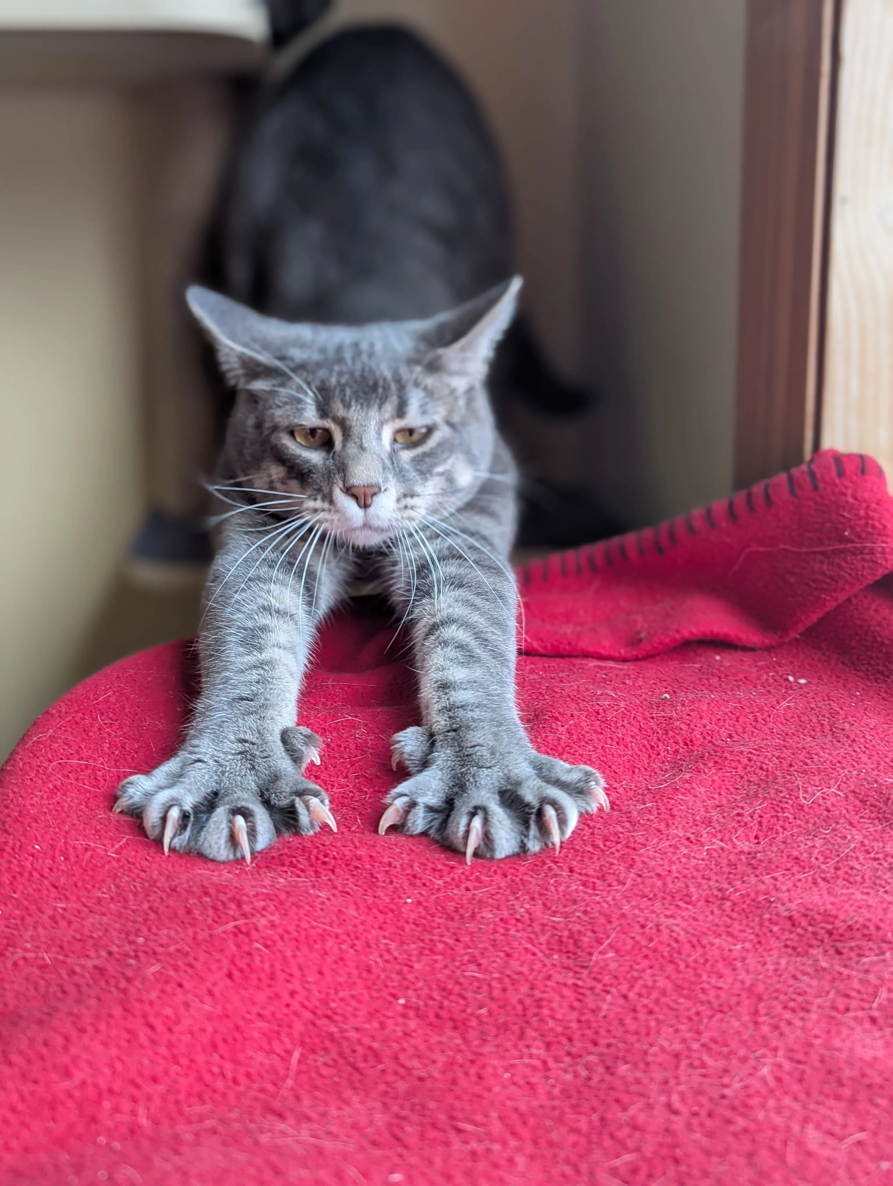 Cat Boarding at Ruffin Inn — photo 10