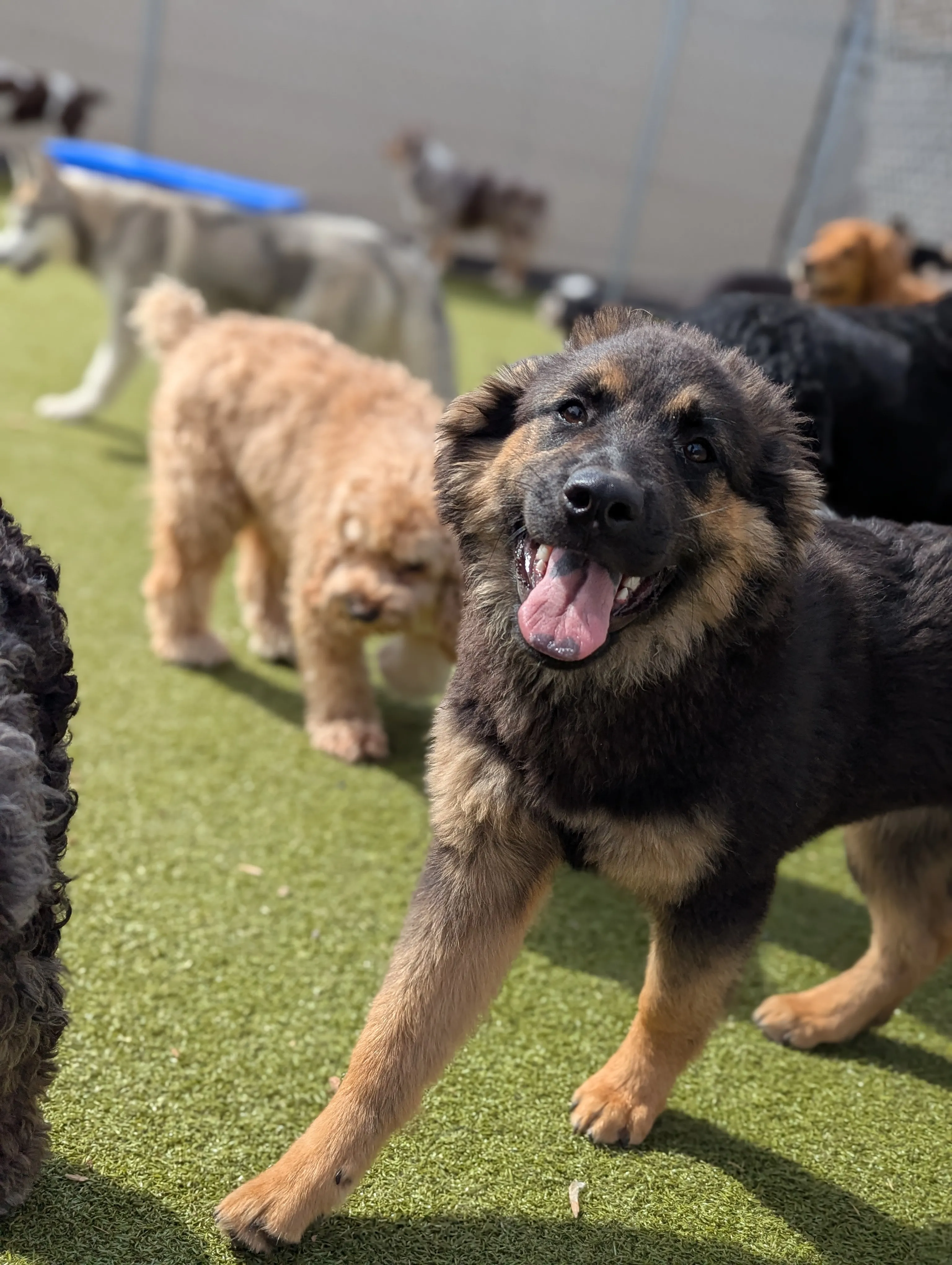 Dog Daycare at Ruffin Inn — photo 7